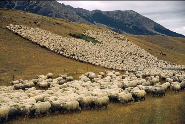 flock-of-sheep 2