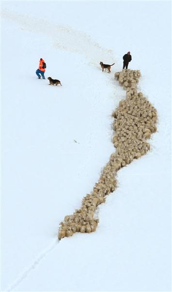 sheep_are_driven_through_deep_snow_on_waipori_stat_51c6df88cd